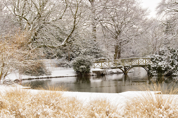 A bridge in the snow at Birkenhead park Picture Board by Rob Lester