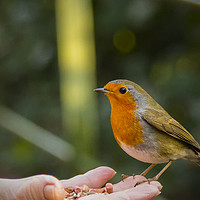 Buy canvas prints of A Robins trust by Rob Lester