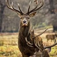 Buy canvas prints of Stag with its tongue out by Luke Addison