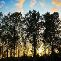 Buy canvas prints of Sunset through the trees by Luke Addison