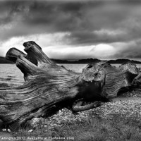 Buy canvas prints of Driftwood by Kenny Partington