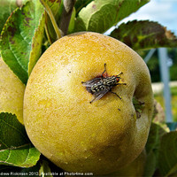 Buy canvas prints of Fly resting on an apple by Andrew Rickinson