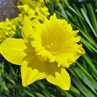 Buy canvas prints of Daffodil by Andrew Rickinson