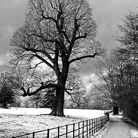 Buy canvas prints of Morgaston Woods The Vyne Sherborne St John Hampshire by Andy Evans Photos