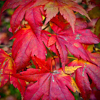 Buy canvas prints of Autumn Acer Tree Westonbirt Arboretum Cotswolds by Andy Evans Photos