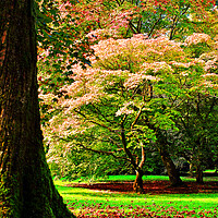 Buy canvas prints of Autumn Acer Tree Westonbirt Arboretum Cotswolds by Andy Evans Photos