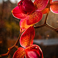 Buy canvas prints of Red Purple Orchid Flower Flowering Plant by Andy Evans Photos