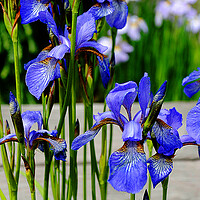 Buy canvas prints of Blue Iris Summer Flowers Flowering Plant by Andy Evans Photos