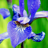 Buy canvas prints of Blue Iris Summer Flowers Flowering Plant by Andy Evans Photos