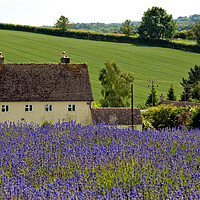 Buy canvas prints of Lavender Field Summer Flowers Cotswolds Gloucestershire England by Andy Evans Photos