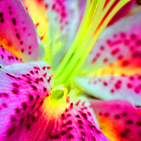 Buy canvas prints of Pink Lily Lilium Herbaceous Flowering Plants by Andy Evans Photos