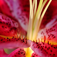 Buy canvas prints of Pink Lily Lilium Herbaceous Flowering Plants by Andy Evans Photos