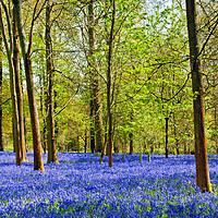 Buy canvas prints of Bluebell Woods Greys Court Oxfordshire England UK by Andy Evans Photos