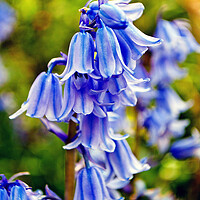 Buy canvas prints of Bluebells Spring Flowers Hyacinthoides by Andy Evans Photos