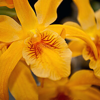 Buy canvas prints of Yellow Orchid Flower Flowering Plant by Andy Evans Photos