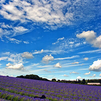 Buy canvas prints of Lavender Field Summer Flowers Cotswolds England by Andy Evans Photos
