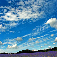Buy canvas prints of Lavender Field Summer Flowers Cotswolds England by Andy Evans Photos