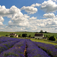 Buy canvas prints of Lavender Field Summer Flowers Cotswolds Worcestershire England by Andy Evans Photos