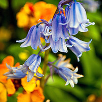 Buy canvas prints of Bluebells Bluebell Spring Flowers Hyacinthoides by Andy Evans Photos