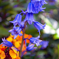 Buy canvas prints of Bluebells Bluebell Spring Flowers by Andy Evans Photos