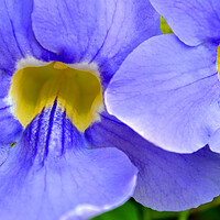 Buy canvas prints of Streptocarpus Speicies, Blue Flowers found in Spain by Andy Evans Photos
