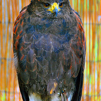 Buy canvas prints of Harris Hawk Bird Of Prey by Andy Evans Photos