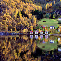 Buy canvas prints of Autumn Trees Flam Aurlandsfjord Norway by Andy Evans Photos