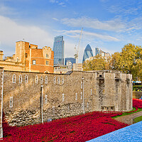 Buy canvas prints of Tower of London Red Poppies England UK by Andy Evans Photos