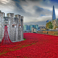 Buy canvas prints of Tower of London Red Poppy Poppies by Andy Evans Photos
