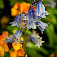 Buy canvas prints of Bluebells Bluebell Spring Flowers Hyacinthoides by Andy Evans Photos