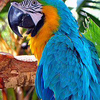 Buy canvas prints of Macaw Parrot Yellow And Blue Bird by Andy Evans Photos