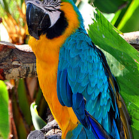 Buy canvas prints of Majestic Macaw: A Symphony of Colors by Andy Evans Photos