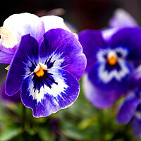 Buy canvas prints of Blue Pansy Pansies Violas Summer Flowers by Andy Evans Photos