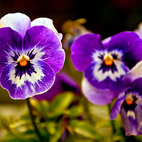 Buy canvas prints of Blue Pansy Pansies Violas Summer Flowers by Andy Evans Photos