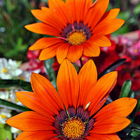 Buy canvas prints of Orange Gazania African Daisies Summer Flower by Andy Evans Photos