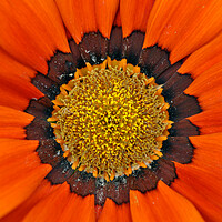Buy canvas prints of Orange Gazania African Daisies Summer Flower by Andy Evans Photos