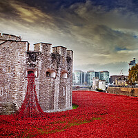 Buy canvas prints of Tower Of London Poppies Red Poppy by Andy Evans Photos