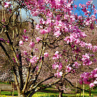 Buy canvas prints of Magnolia Tree Batsford Arboretum Cotswolds UK by Andy Evans Photos