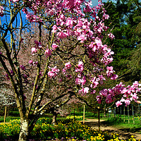 Buy canvas prints of Magnolia Tree Batsford Arboretum Cotswolds UK by Andy Evans Photos