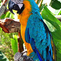Buy canvas prints of Macaw Parrot Yellow And Blue Bird by Andy Evans Photos