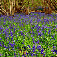 Buy canvas prints of Enchanting Bluebell Woods Immersed in Berkshire Be by Andy Evans Photos