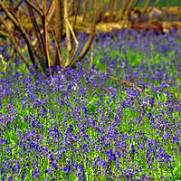 Buy canvas prints of Enchanting Bluebell Symphony by Andy Evans Photos