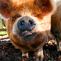 Buy canvas prints of Plump New Zealand Kunekune Pig by Andy Evans Photos