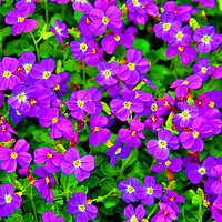 Buy canvas prints of Vibrant Aubretia in Summer Bloom by Andy Evans Photos