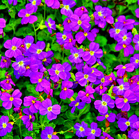 Buy canvas prints of Vibrant Aubretia Summer Bloom by Andy Evans Photos