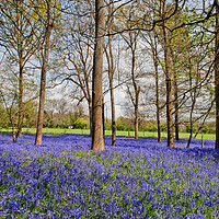 Buy canvas prints of Enchanting Bluebell Canopy, Oxfordshire's Heart by Andy Evans Photos