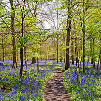 Buy canvas prints of Enchanting Bluebell Woodland, Oxfordshire by Andy Evans Photos