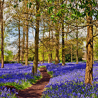 Buy canvas prints of Enchanting Bluebell Woods: Oxfordshire's Spring De by Andy Evans Photos