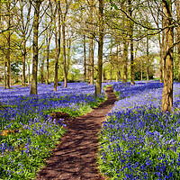 Buy canvas prints of Oxfordshire's Enchanting Bluebell Woodland by Andy Evans Photos