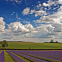 Buy canvas prints of 'Serene Cotswolds Lavender Fields' by Andy Evans Photos